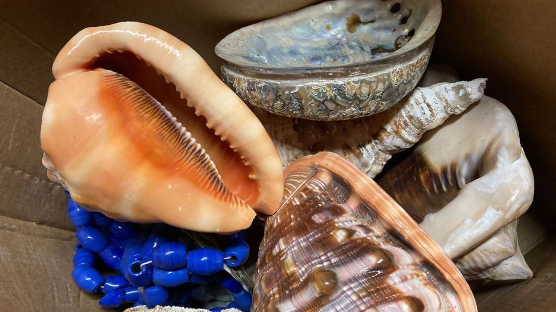 Op de zolder van Kasteel Rosendael liggen dozen vol exotische schelpen