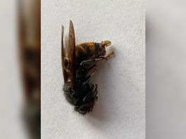 Aziatische hoornaar gevangen op drie plaatsen in Drenthe