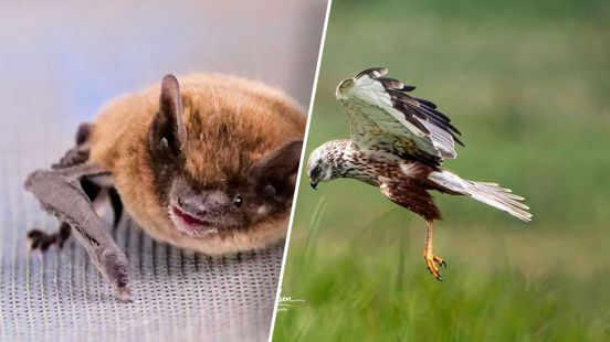 Vleermuis in caravan van Martien en een onverwachte ontmoeting met een das: 'Heel bijzonder'