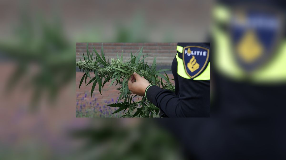 Burgemeester sluit drugswoningen in Leeuwarden en Alde Leie