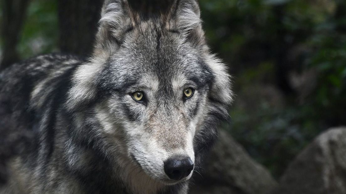 Provincie wil wolf die vee aanvalt afschieten