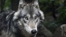 Gelderland wil wolf afschieten die meermaals vee aanvalt