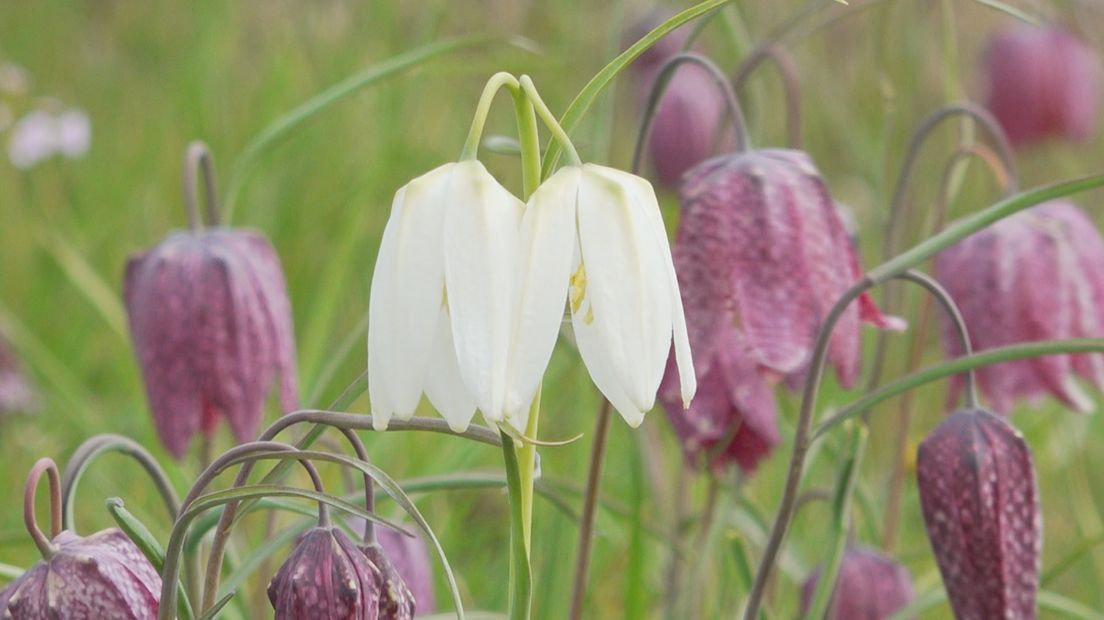 Van de witte kievitsbloem met een dubbele kop zijn er maar weinig