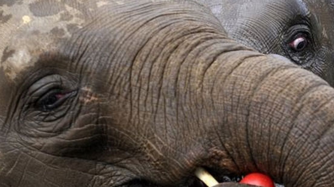 Olifant steelt tasje van vrouw