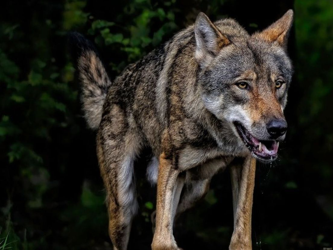 De wereldtop aan wolvenkenners komt naar de Veluwe.
