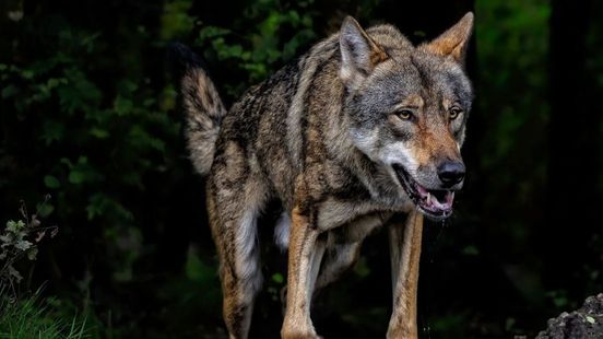 Foto: Buitenlandse wolvenexperts verbaasd: 'Wat is er in Nederland aan de hand?'