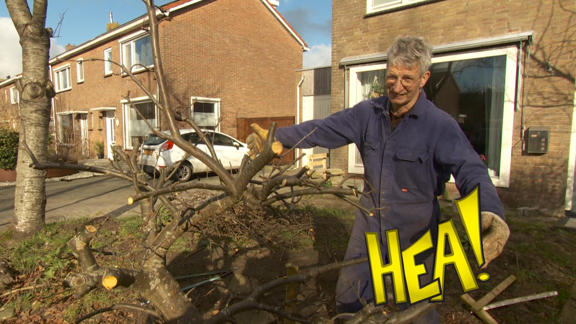 HEA! Snoeie foar it bloeien