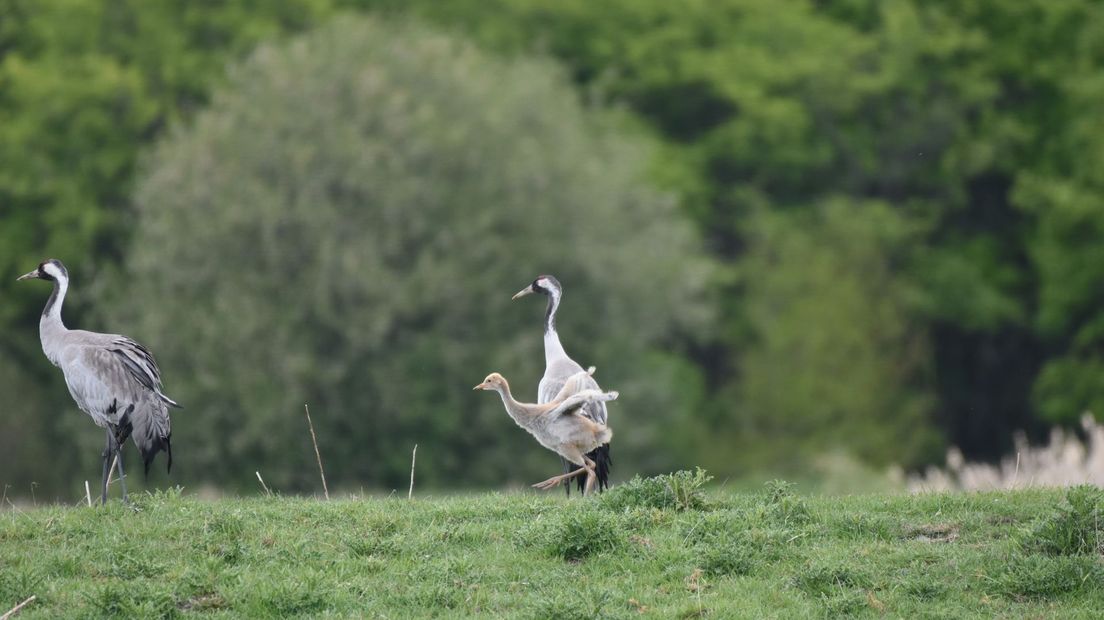 Kraanvogelpaar met jong