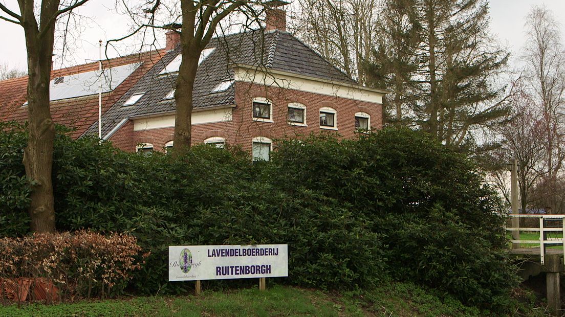 Lavendelboerderij Ruitenborgh (Rechten: RTV Drenthe / Steven Ophoff)