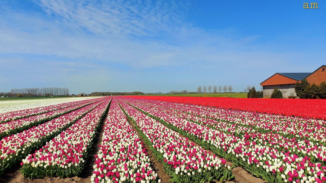 Tulpenveld in de buurt van Hulst