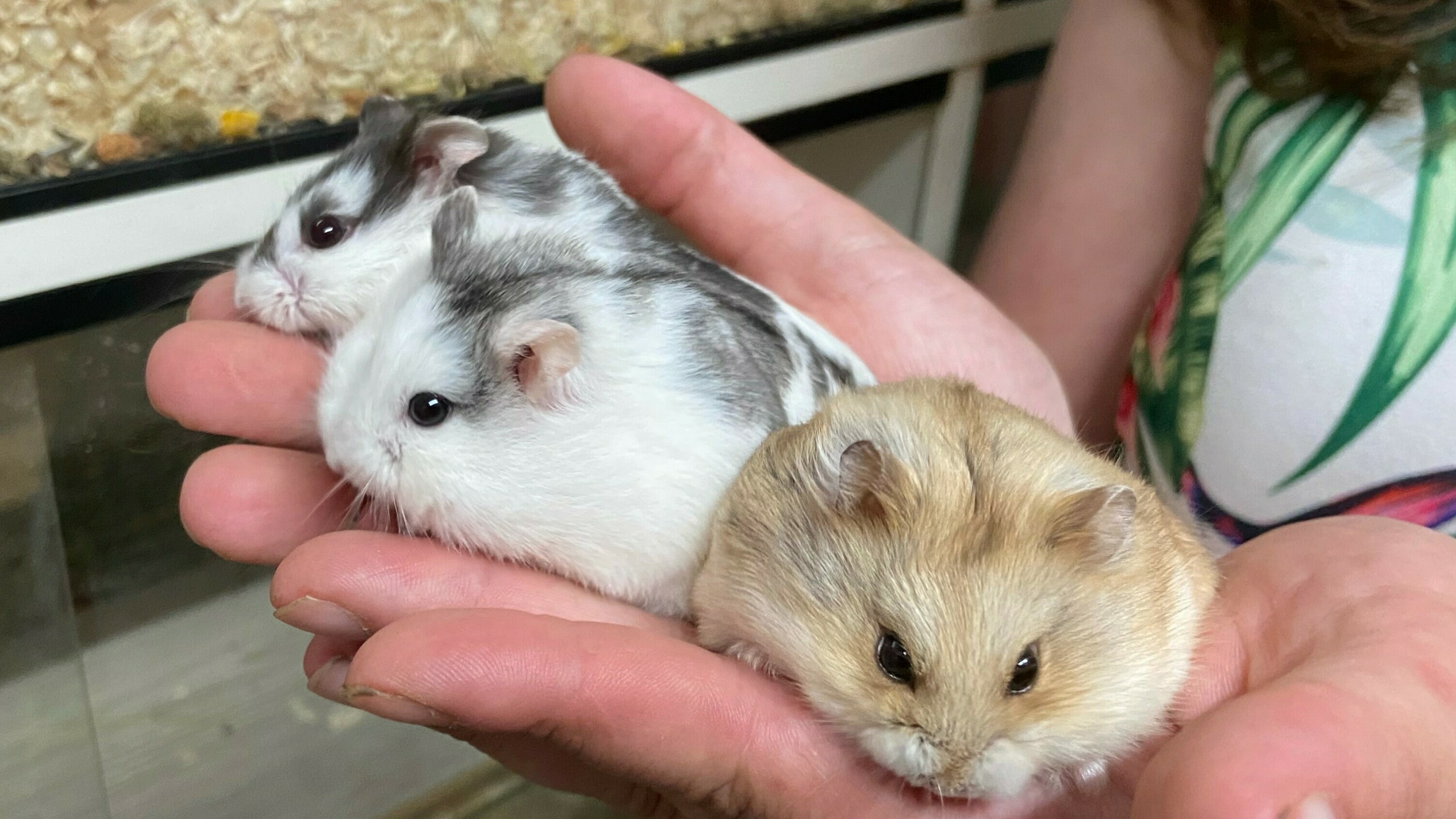 Hamsters kinne wol wat ekstra wetter brûke