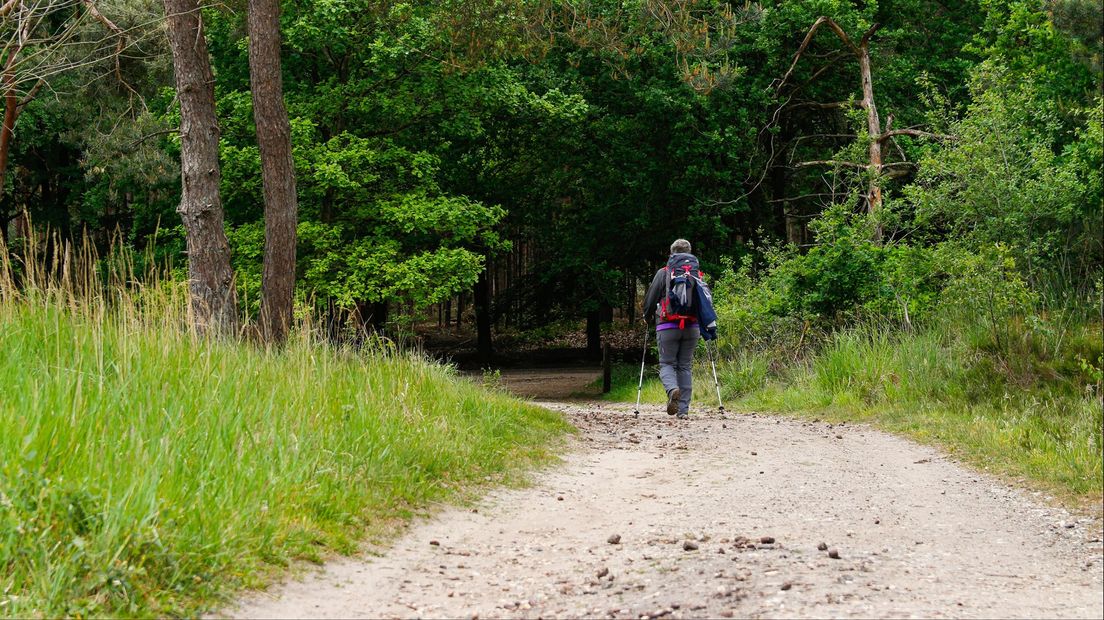 Wandelaar op Sallandse Heuvelrug