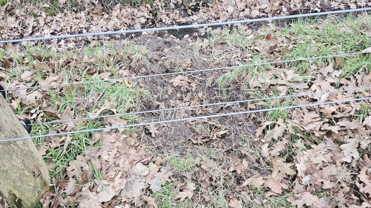 Gravende wolf rond Beilen passeert meerdere keren wolfwerend raster