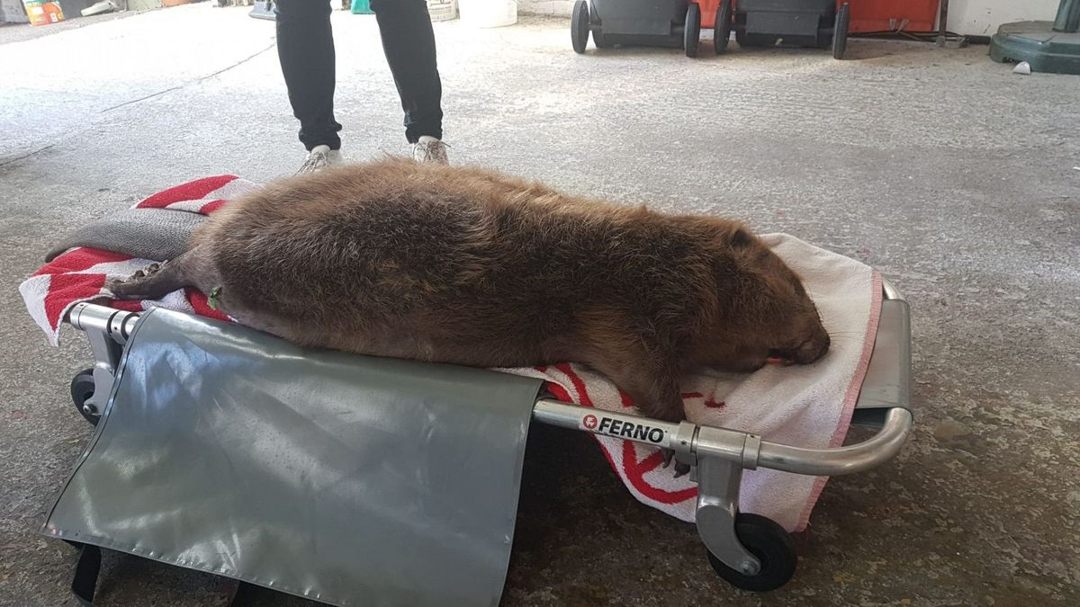 Gigantische overleden bever gevonden in Krimpenerwaard: 'Wel 40 kilo'