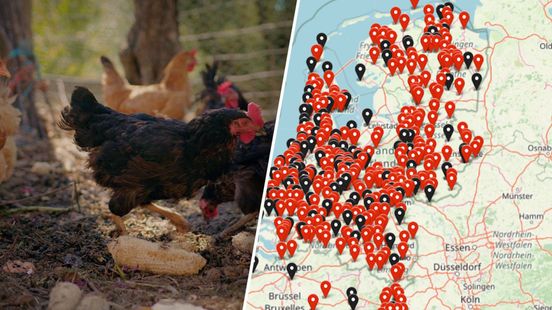 PFAS in eieren van hobbykippen in kaart gebracht, veel metingen te hoog