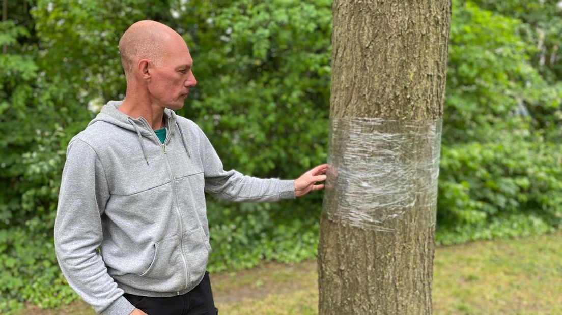 Boomverzorger Freerk Oldenburger niet blij met plastic om de bomen