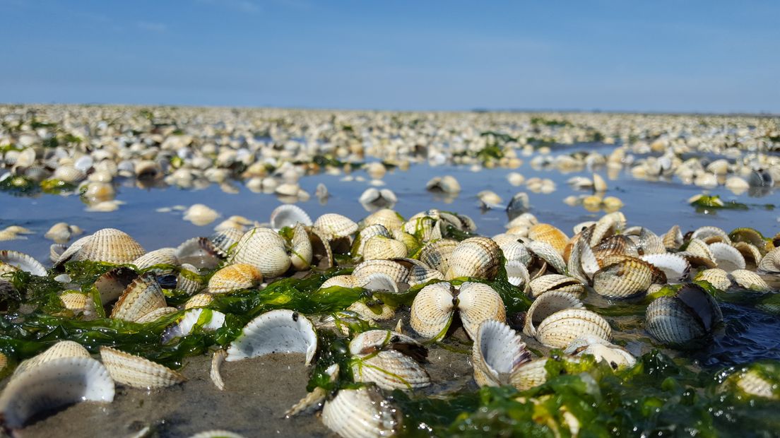 Oosterschelde