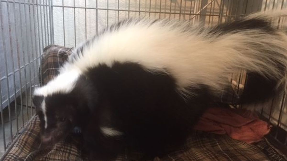 Mag stinkdier Milo straks nog een blokje om?