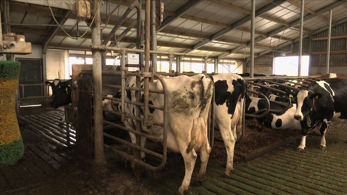 Onrust over plannen voor uitbreiding veestapel in Schalkhaar
