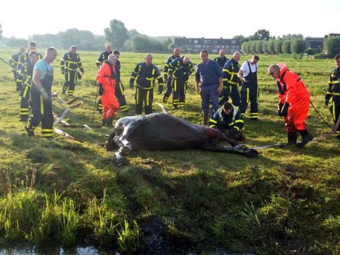 Het uitgeputte paard. Foto's Peter Stam (Alblasserdamsnieuws.nl)