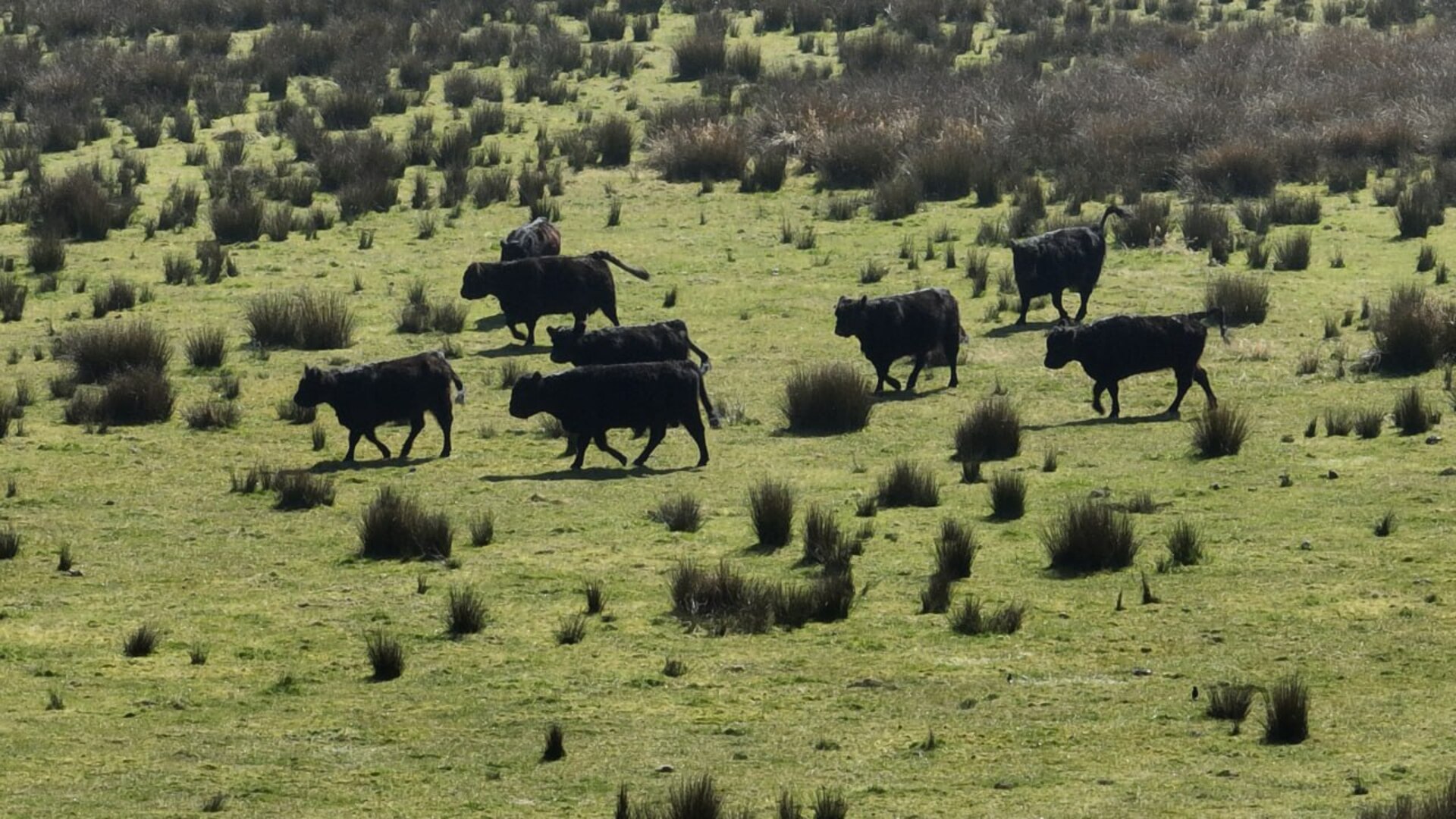 Galloways in Hart van Drenthe verliezen van de wolf, stekker uit natuurbegrazing Staatsbosbeheer