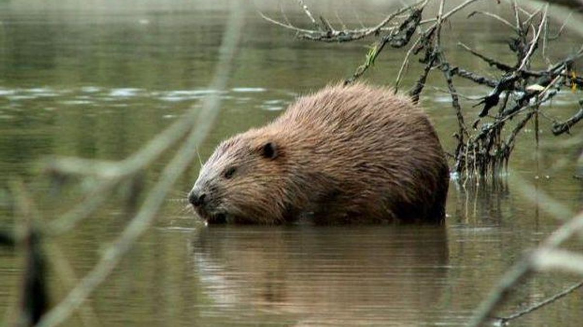 25 jaar bevers in de Biesbosch - Rijnmond