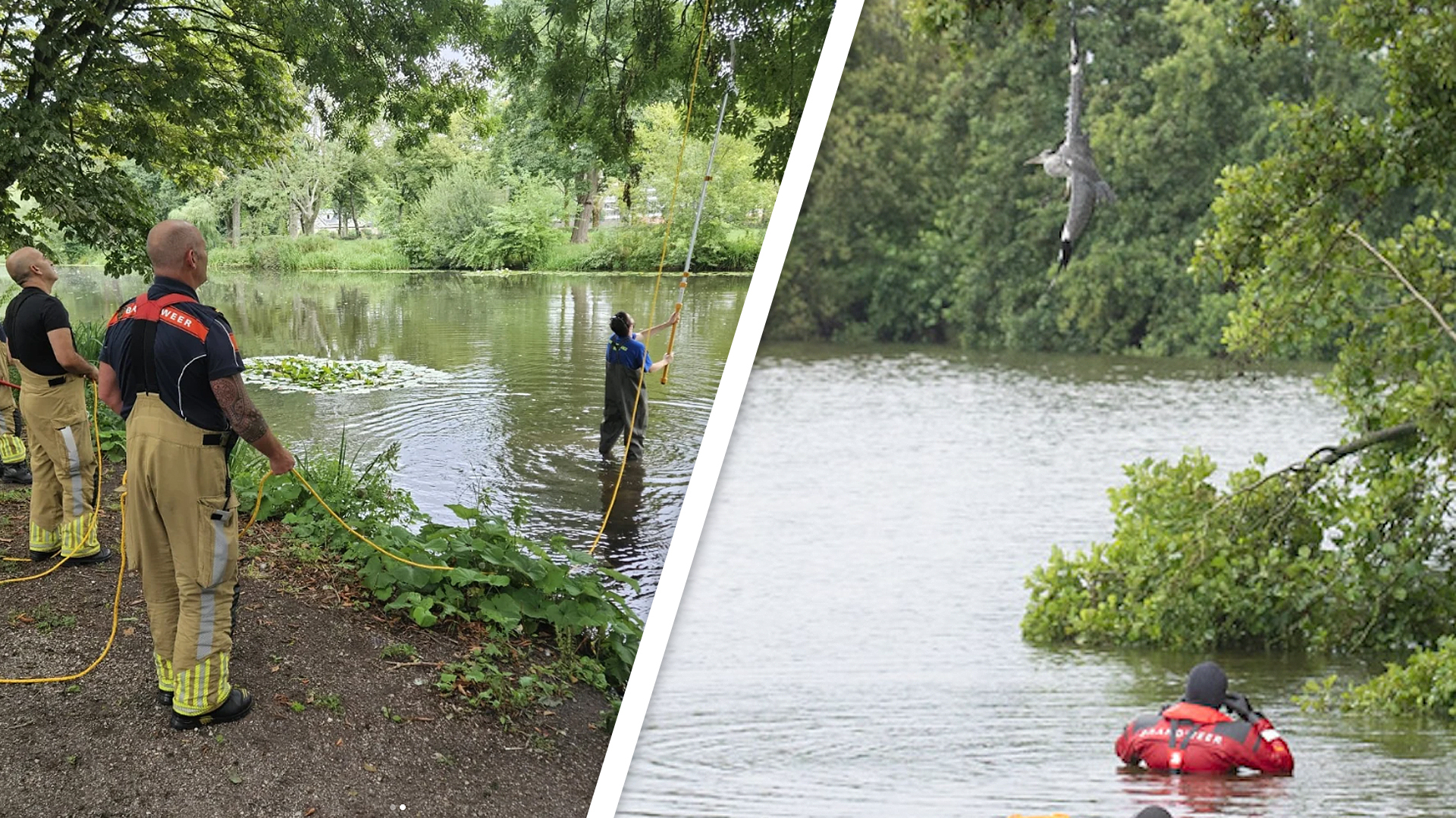 Met een lange stok worden de kauwtjes bevrijd (l), brandweerduiker redt reiger (r)