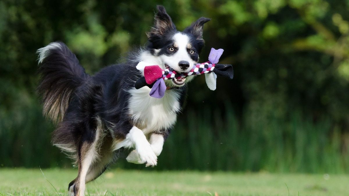 Petitie voor behoud trainingsveld voor honden in Tijnje