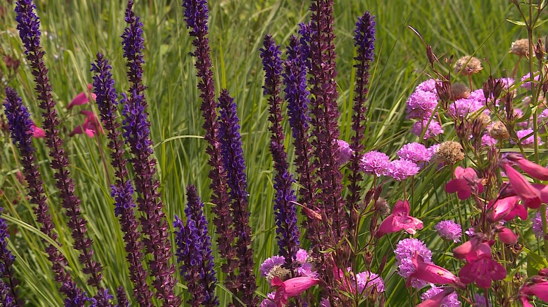 Heeft u een tuin? Of planten op het balkon? Dan weet u vast nog wel hoeveel moeite het kostte om vorig zomer de planten door de droogte te loodsen. En vreest u misschien de komende tropische hitte. Dat hoeft niet: met wat slimme keuzes heeft u veel minder water in de tuin nodig.