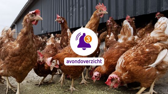 Lange traditie eindigt en duizenden kippen dood op zondag 25 januari