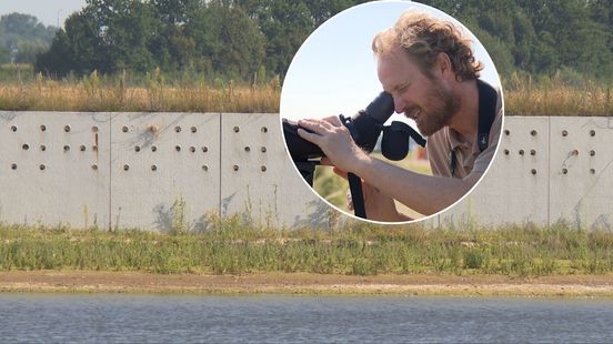 Succes voor betonnen broedwand voor oeverzwaluwen Nieuws
