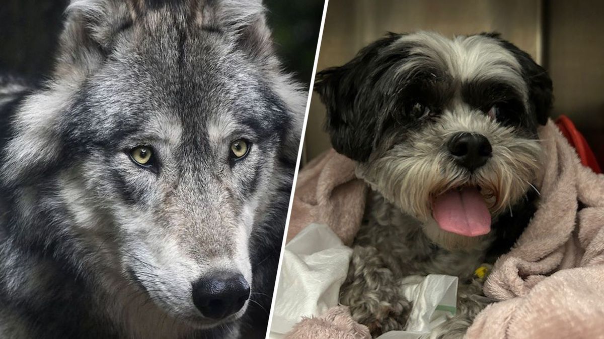 Hond Pip flink gewond na aanval: dierenarts waarschuwt voor wolf