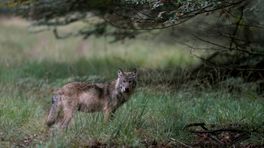 Dode wolf in modderpoel stierf aan geelzucht