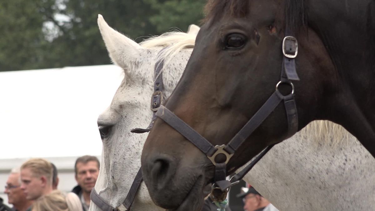 Rolde viert traditie met paarden, pony's en een flinke borrel