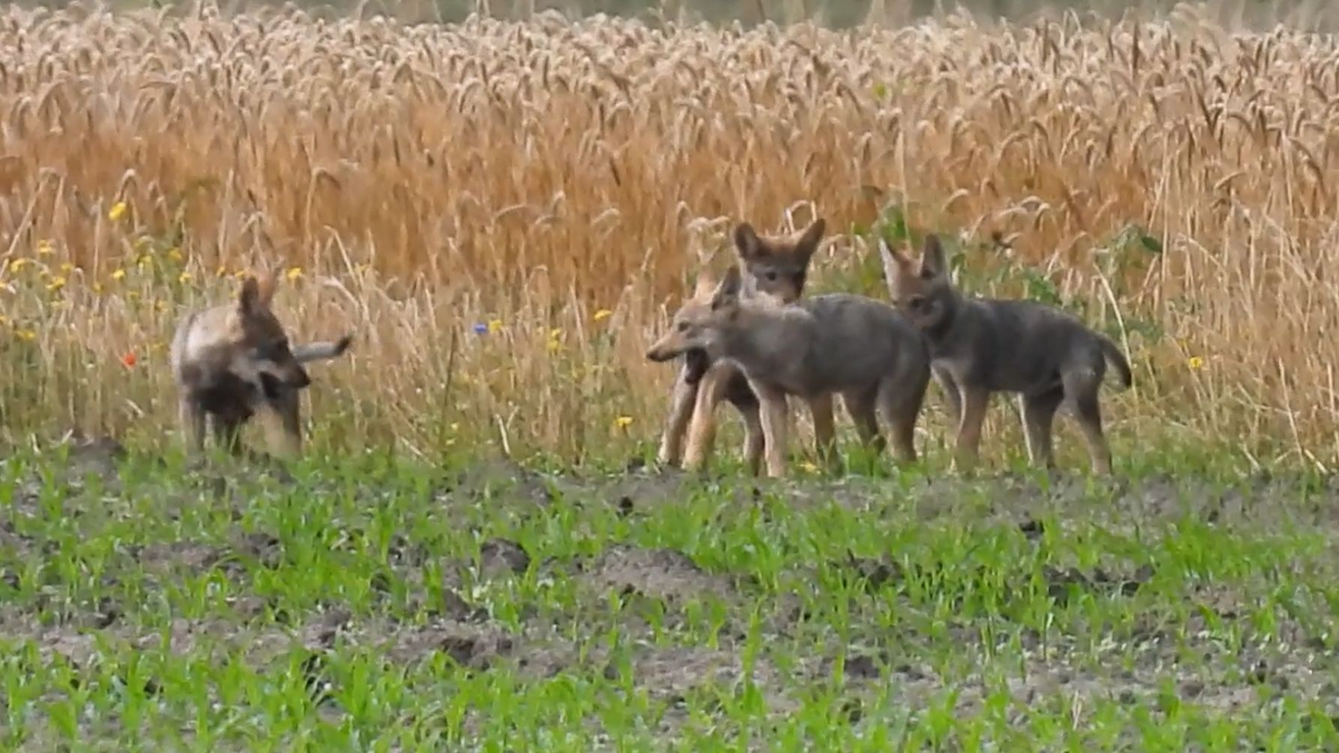 Wolvenroedel had meer welpen dan gedacht