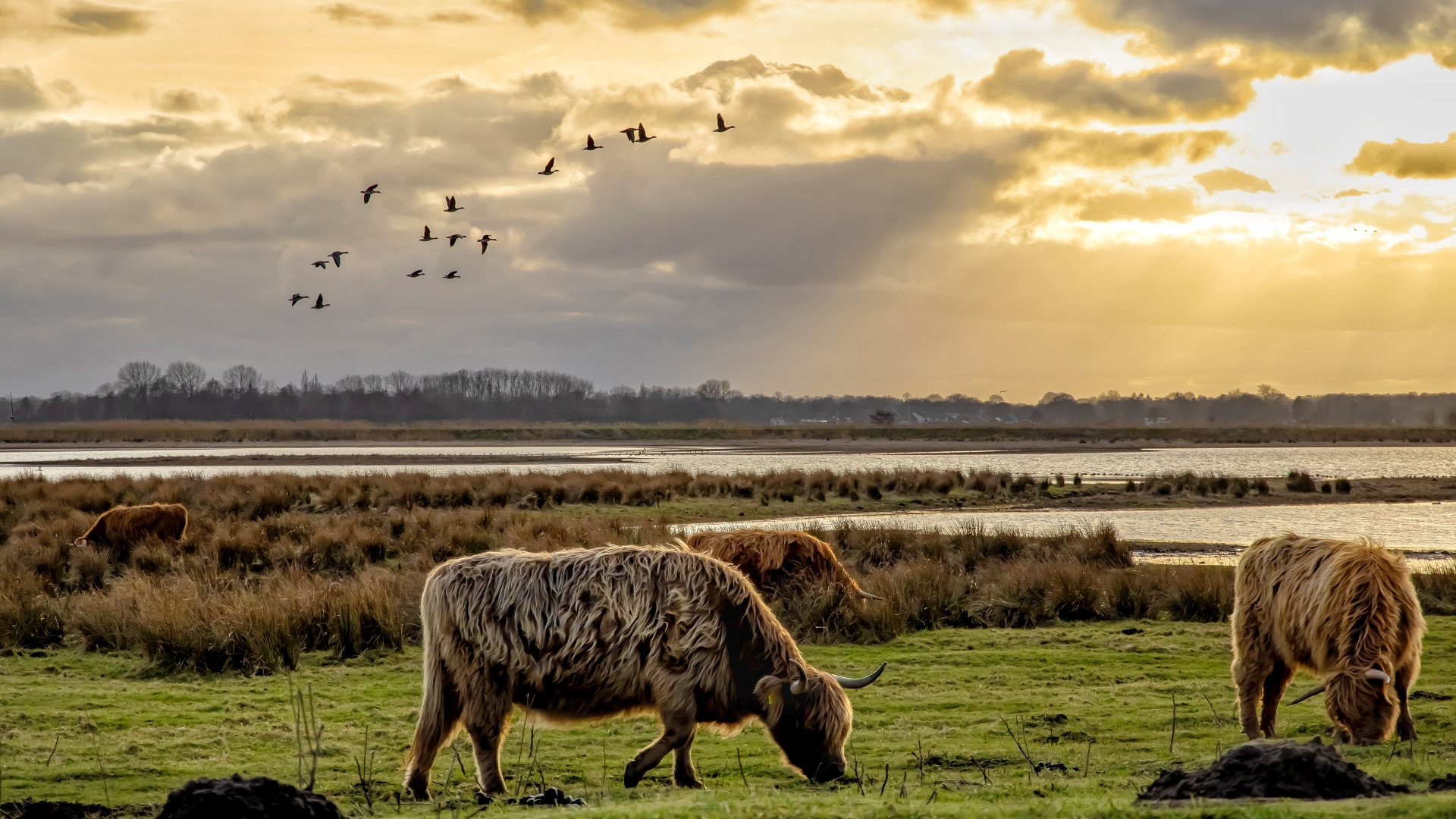 Schotse hooglanders in de Westerbroekstermadepolder