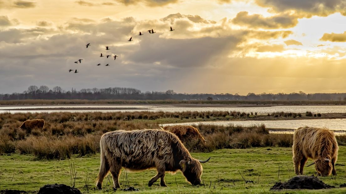 Schotse hooglanders in de Westerbroekstermadepolder