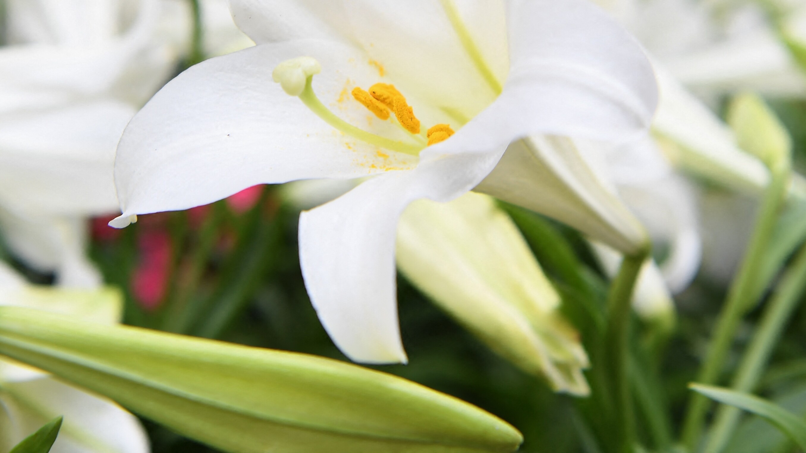 De leelje is de meast teelde blombol yn Fryslân, mar it kweken leit ûnder fjoer