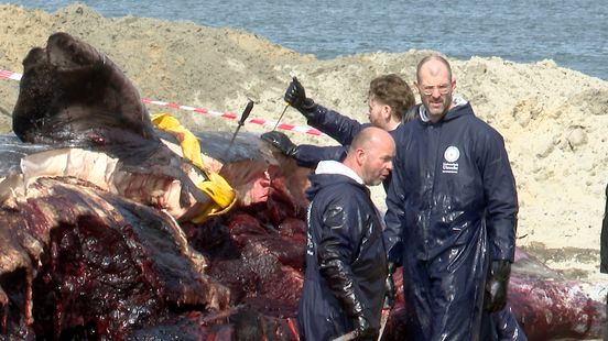 Dode potvis in Renesse ontleed: 'Het is de bedoeling dat hij vandaag is opgeruimd' Nieuws