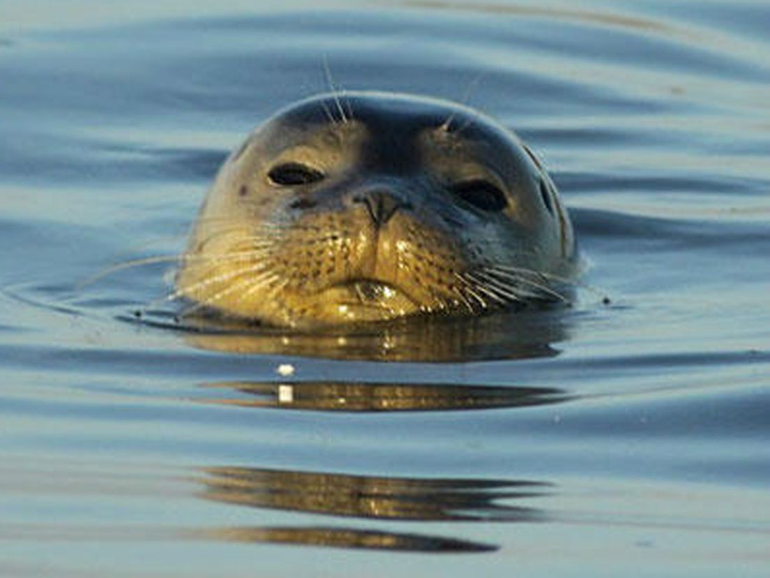 zeehond