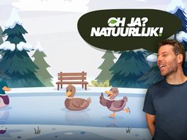 Krijgen eenden koude voeten in de winter?