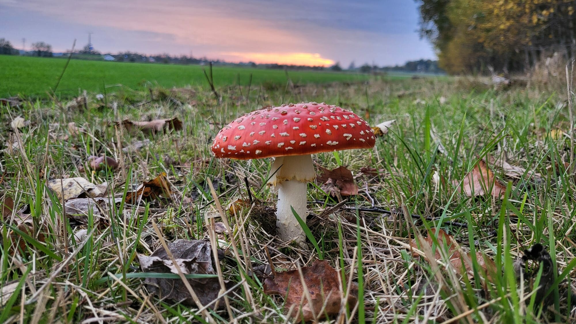 De paddenstoelen schieten uit de grond