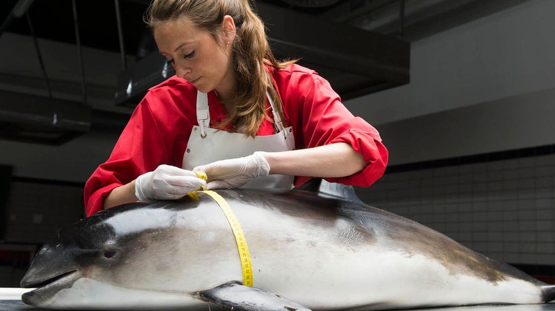 Sectie vis Lonneke IJssteldijk