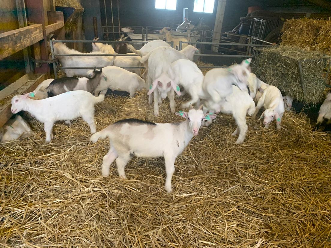 De bokken op de geitenboerderij van Perry Schmidt in Vlaardingen