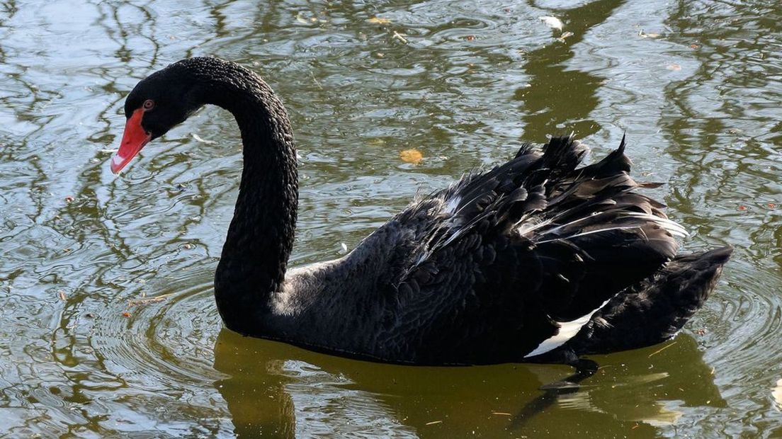 Zorro de zwaan in het water.