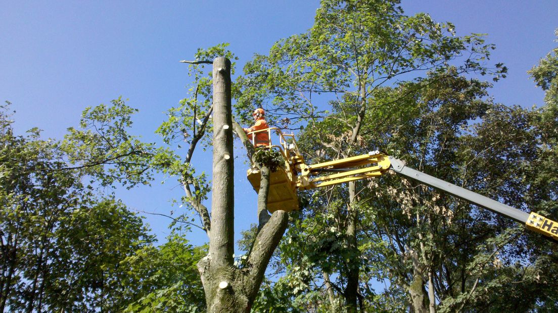 Hout gestolen met shovel na boomkap