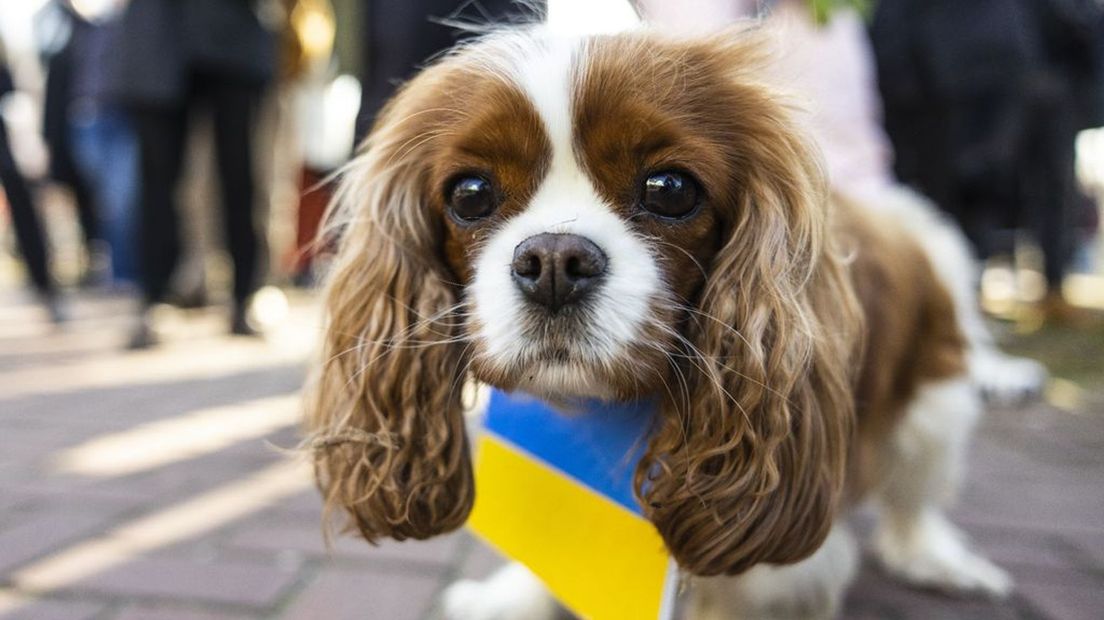 Een hond met de Oekraïense vlag tijdens een demonstratie.