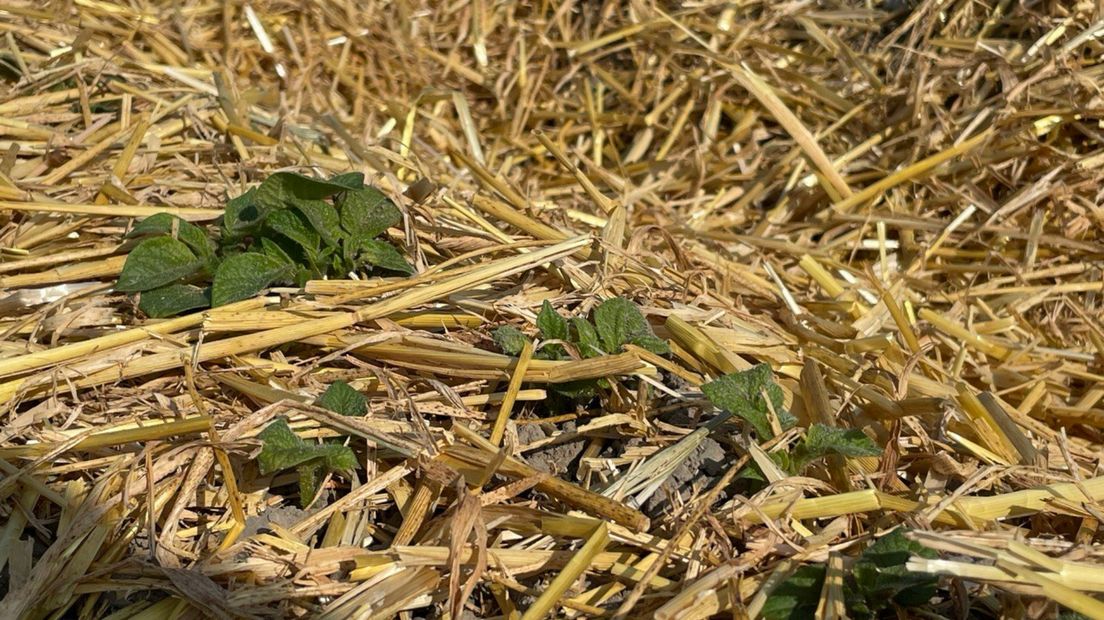 De eerste aardappelplantjes duiken op tussen het stro