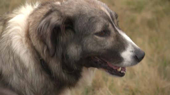 Proef met bewakingshonden tegen wolven gestart bij Schaapskudde Ruinen