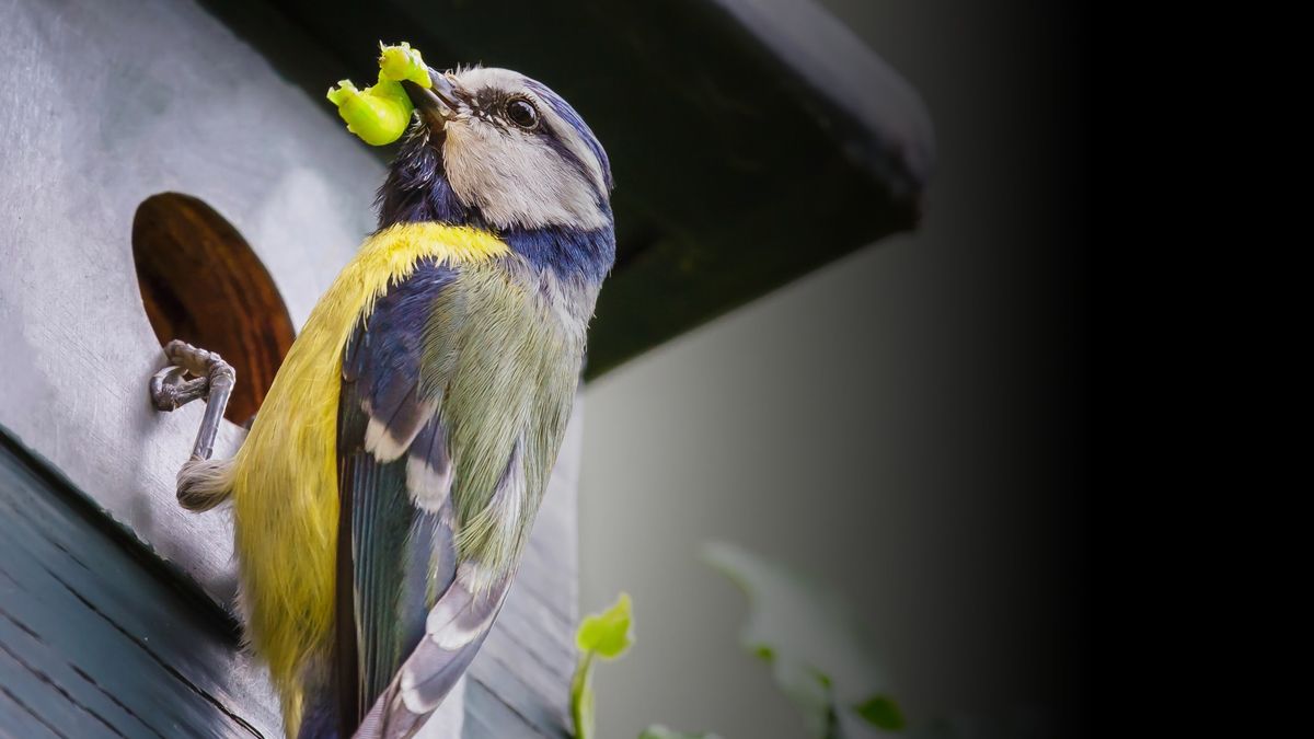 Koolmees en slimme nestkastjes helpen ecoloog in onderzoek naar biodiversiteit in Hengelo